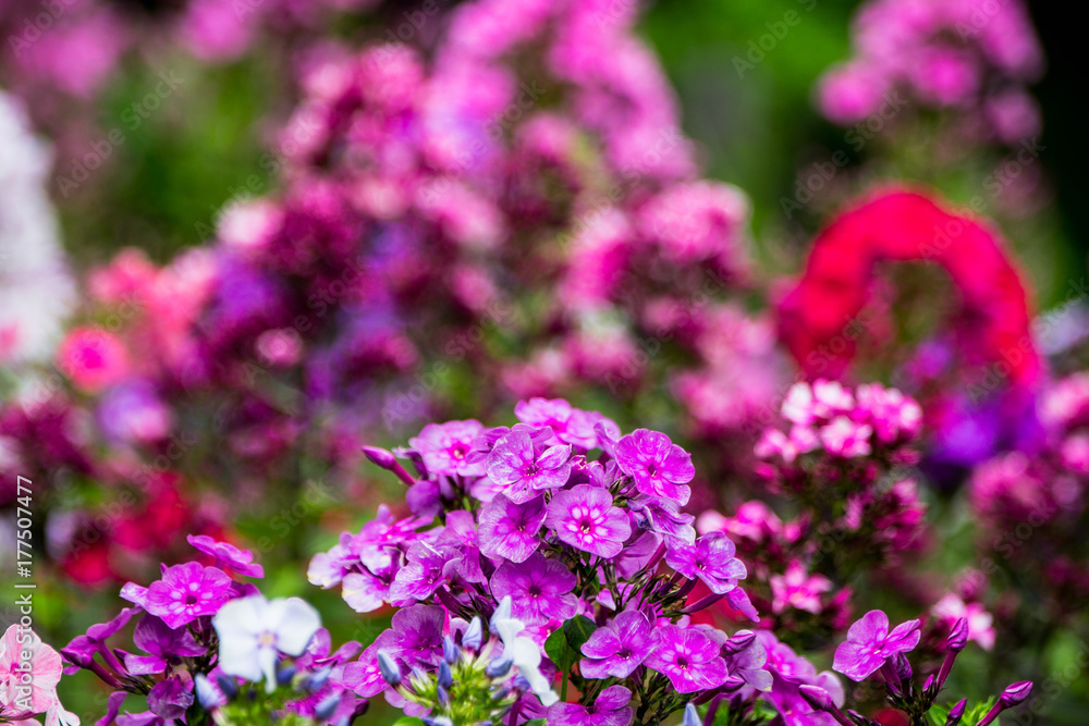 Blooming phlox Blooming phlox