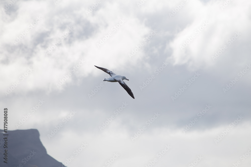 A wandering albatross in flight at Prion Island, South Georgia A wandering albatross in flight at Prion Island, South Georgia