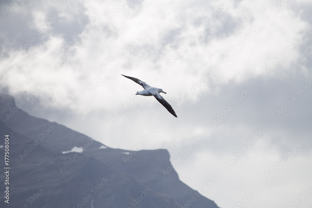 A wandering albatross in flight at Prion Island, South Georgia A wandering albatross in flight at Prion Island, South Georgia
