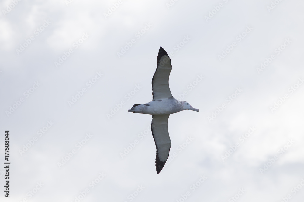 A wandering albatross in flight at Prion Island, South Georgia A wandering albatross in flight at Prion Island, South Georgia