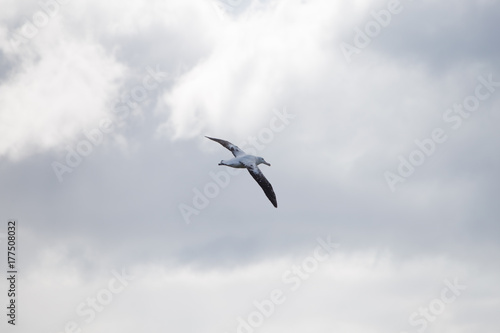 A wandering albatross in flight at Prion Island, South Georgia