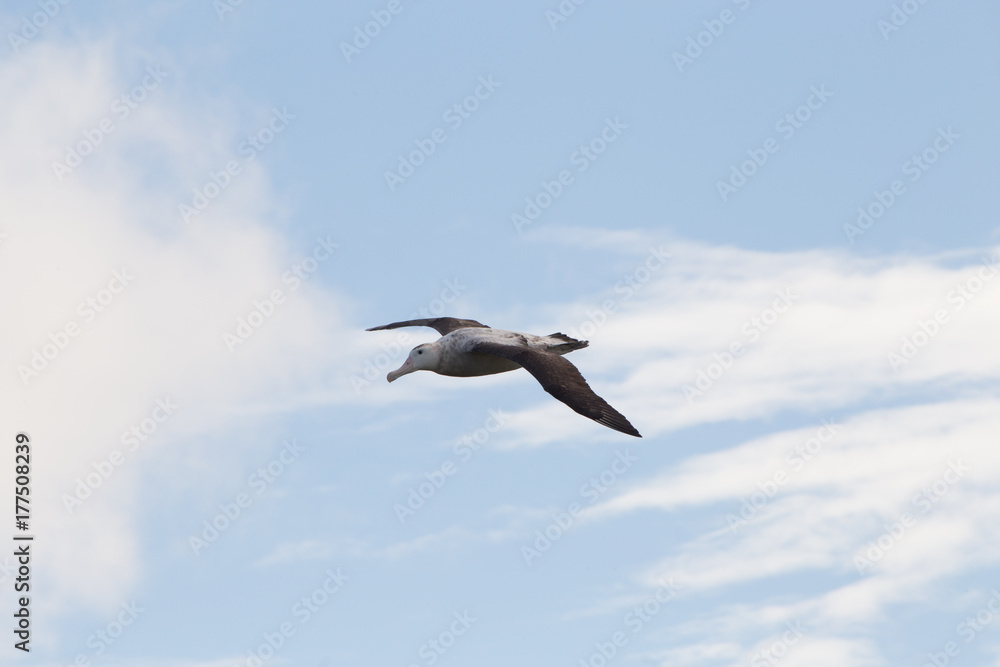 A wandering albatross in flight at Prion Island, South Georgia A wandering albatross in flight at Prion Island, South Georgia