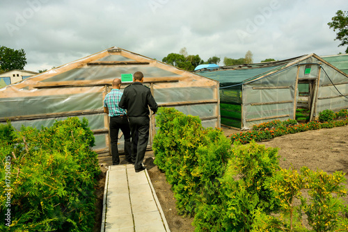 Schilderij op canvas Hotbeds for forest crops