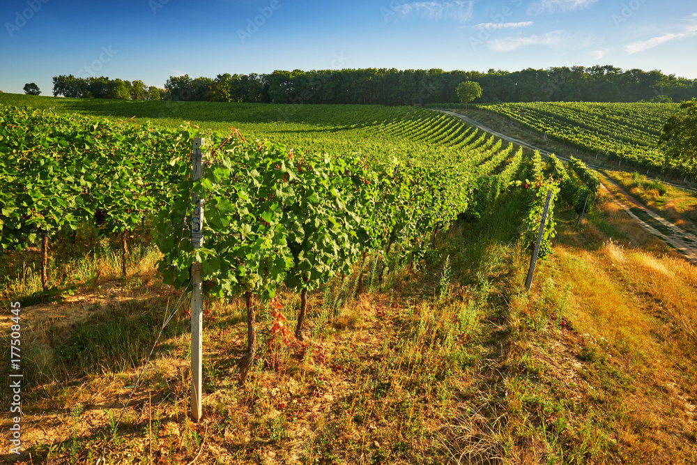Rows of green vineyards in summer, South Moravian Region, Czech Republic