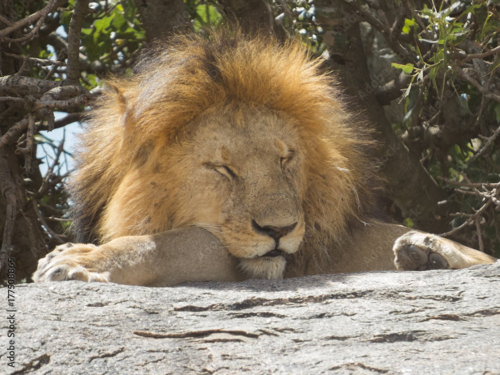 King of Jungle a black maned lion dozing in mid sun King of Jungle a black maned lion dozing in mid sun