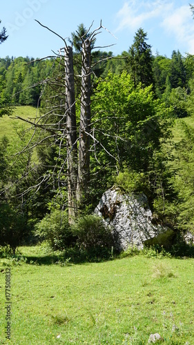 Wald