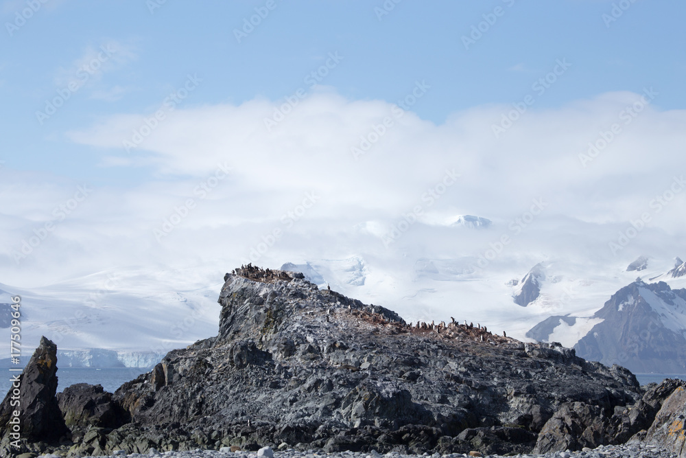 A chinstrap penguin colony in the south Shetland Islands, Antarctica