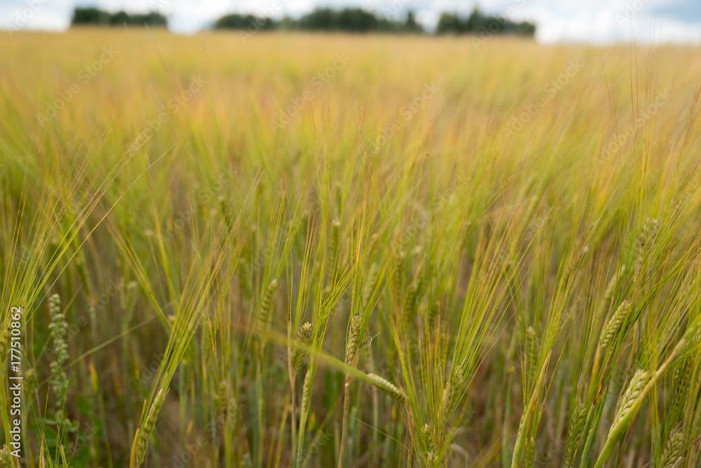 Obraz premium Agriculture fields