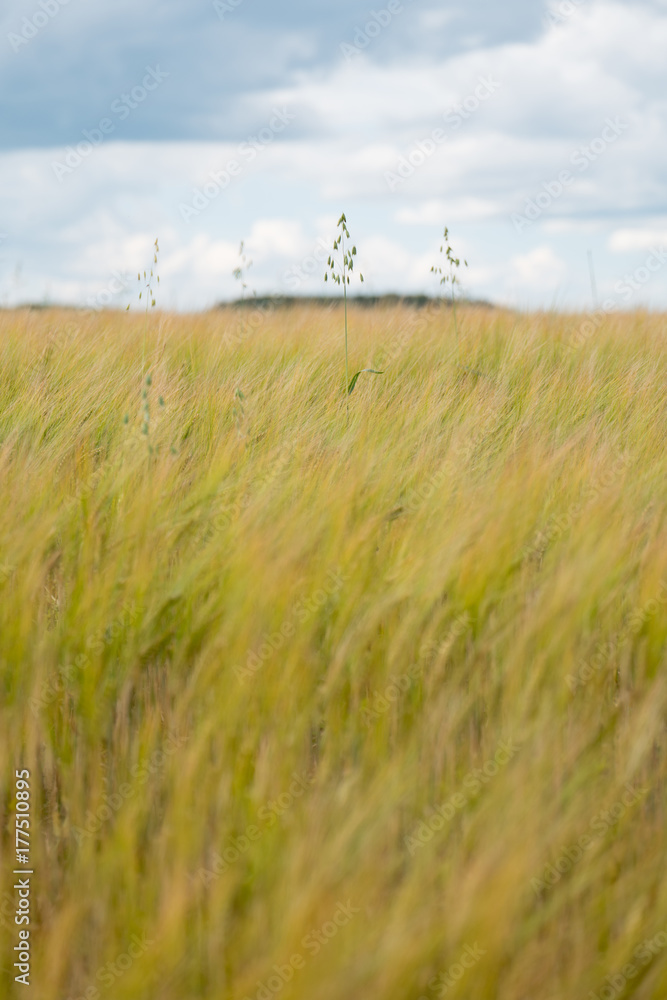 Fototapeta premium Agriculture fields