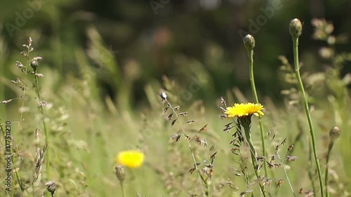 Yellow dandelions close-up. Spring sunny background. photo