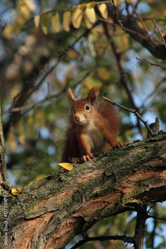 Eichhörnchen, Squirrel,  auf Ast, Mannheim Herbst 2017 © gerdahutt