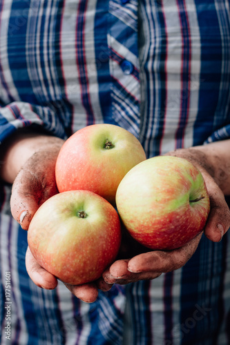 Wallpaper Mural Farmer's hand holding fresh and ripe apples from new harvest. Torontodigital.ca
