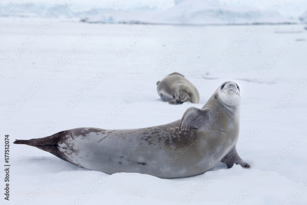 Fototapeta premium Crabeater seal in Crystal Sound, Antarctica.