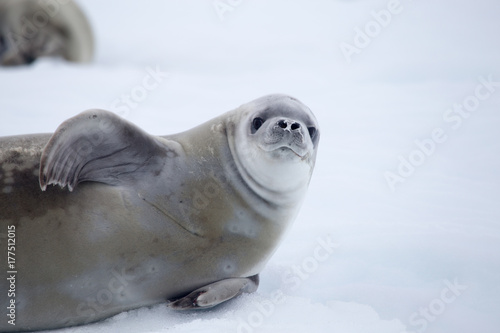 Crabeater seal, looking at camera
