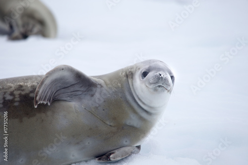 Crabeater seal in Crystal Sound, Antarctica.
