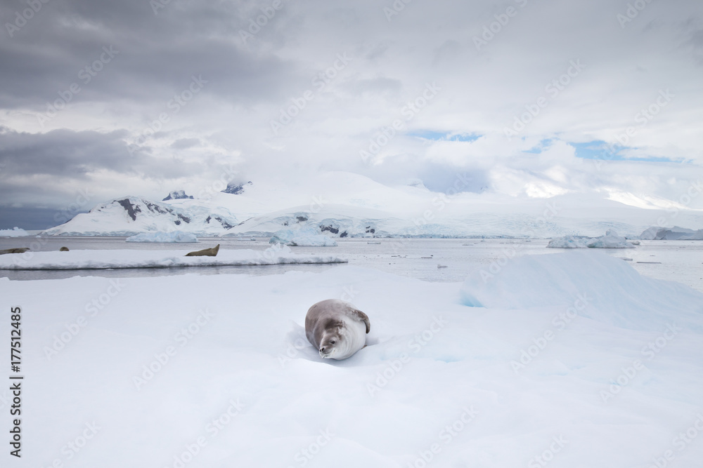 Crabeater seal in Crystal Sound, Antarctica. Crabeater seal in Crystal Sound, Antarctica.