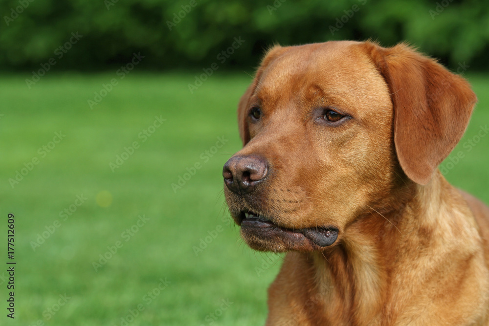 Labrador