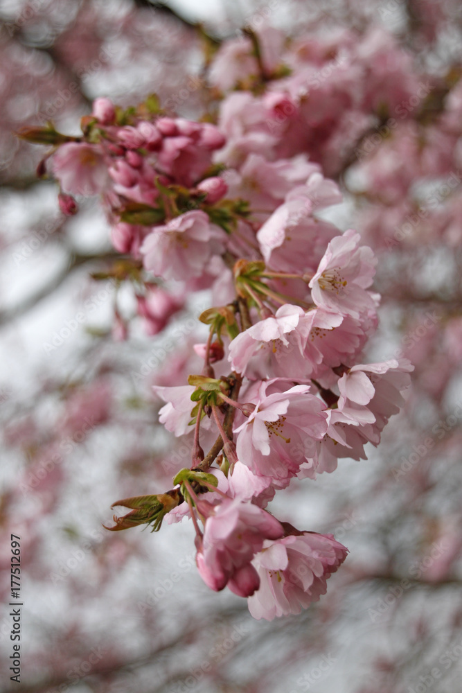 Obraz premium Mandelblüten