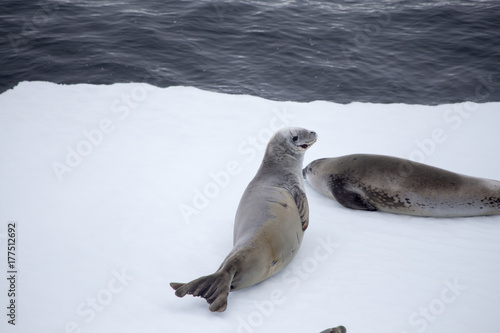 Crabeater seals on ice