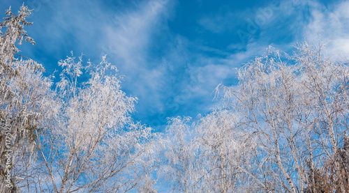 The branches of the trees are covered with hoarfrost on the background of a bright blue sky