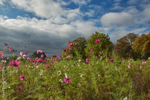 Wildflowers in Stevenage Park