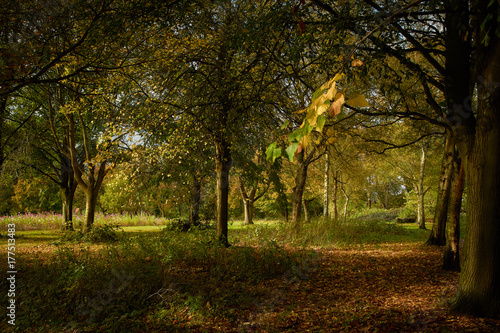 Autumn Sunshine Hertfordshire photo