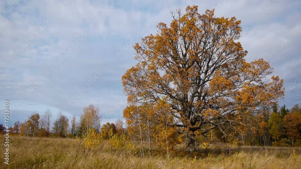 Autumn walk on background of lonely old oak tree Autumn walk on background of lonely old oak tree
