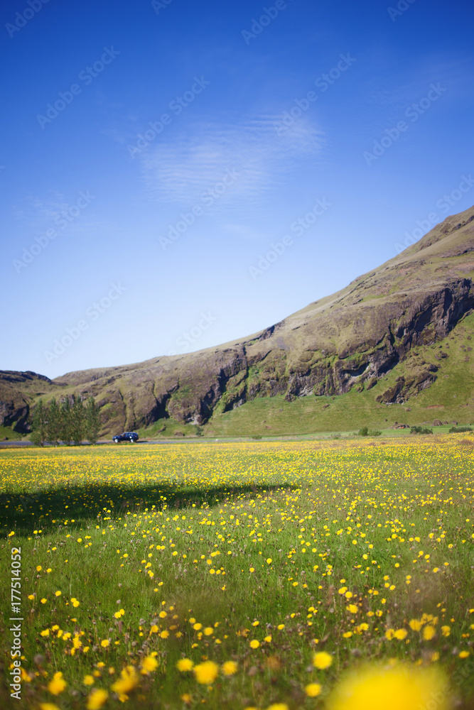 Iceland, high mountain cliff. Beautiful landscape yellow flowers in a meadow