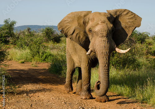 Bull elephant walking