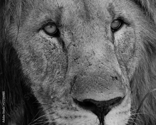 Lion face B&W