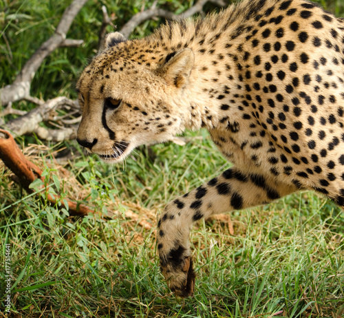 Cheetah with paw raised