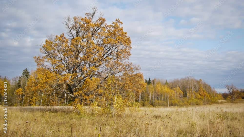 Autumn walk on background of lonely old oak tree Autumn walk on background of lonely old oak tree