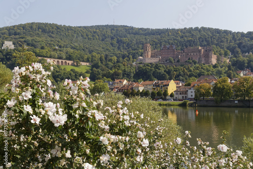 romantic picture of Heidelberg castle with flowers in the foreground