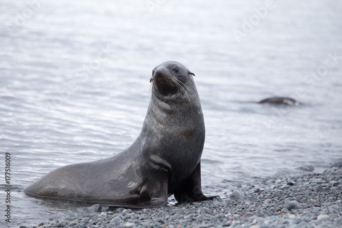 Fur seal on rocky beach