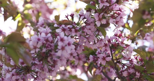 Slow motion focus pull of blossoming sakura flowers in spring photo