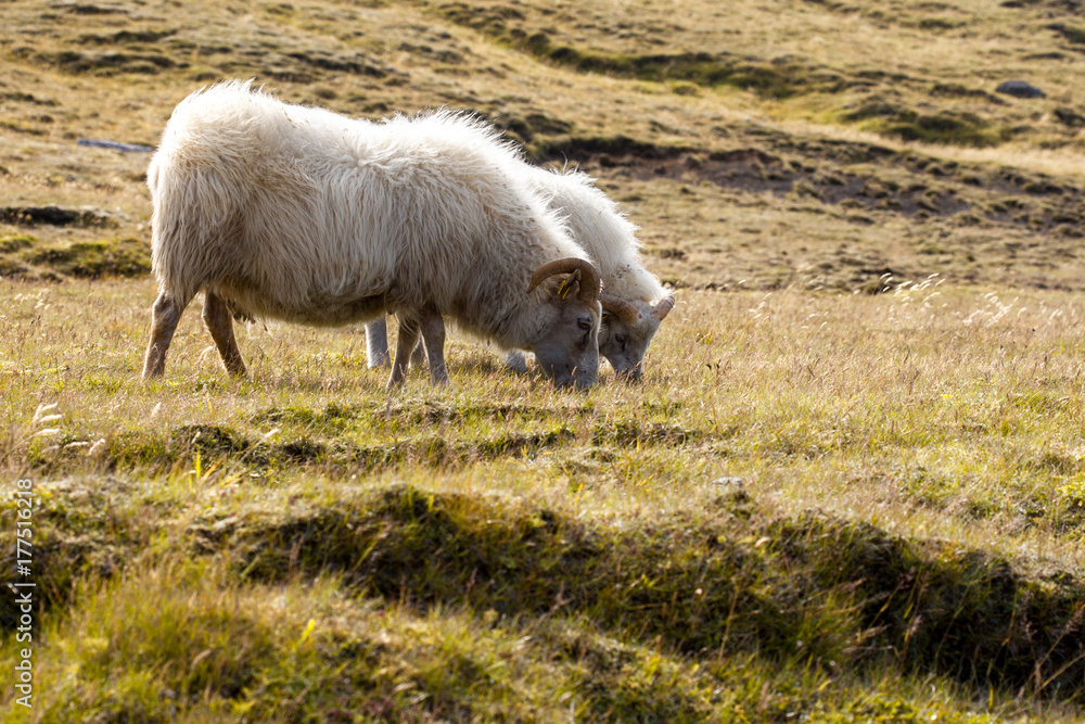 Fototapeta premium Two sheep grazing in a meadow, wildlife Iceland