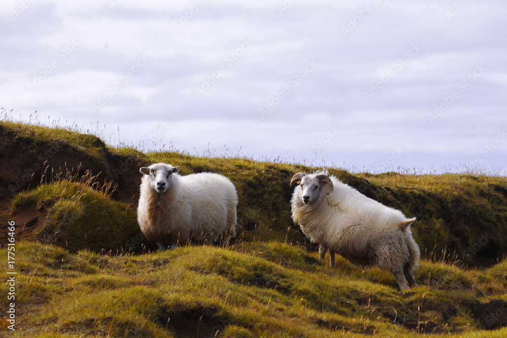Fototapeta premium Sheep lie on the field, wildlife Iceland