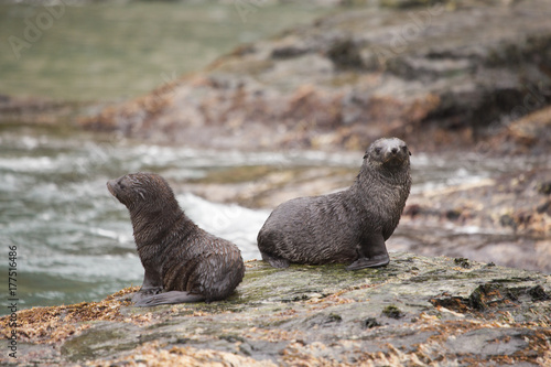 Fur seals pups outside St Andrews Bay, South Georgia
