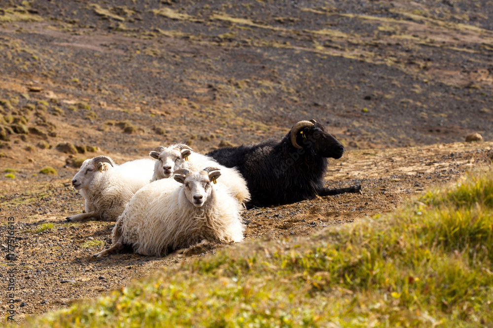 Fototapeta premium Sheep lie on the field, wildlife Iceland