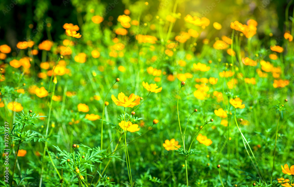 Obraz premium Yellow flowers in the background spring