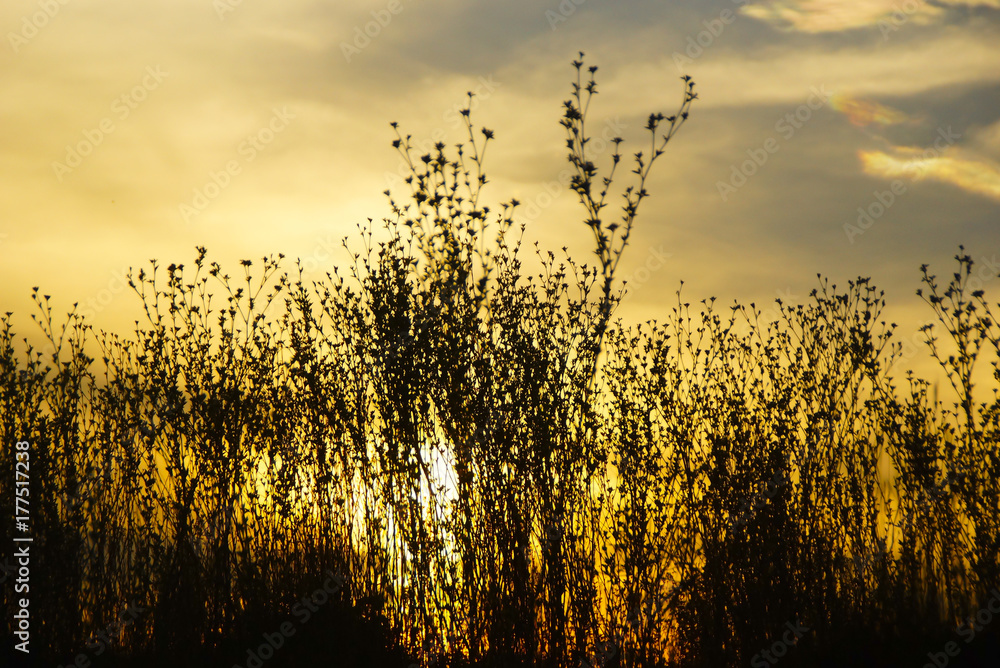 Wild Grass Silhouette Against Golden Hour Sky During Sunset With Bright Sun Flare