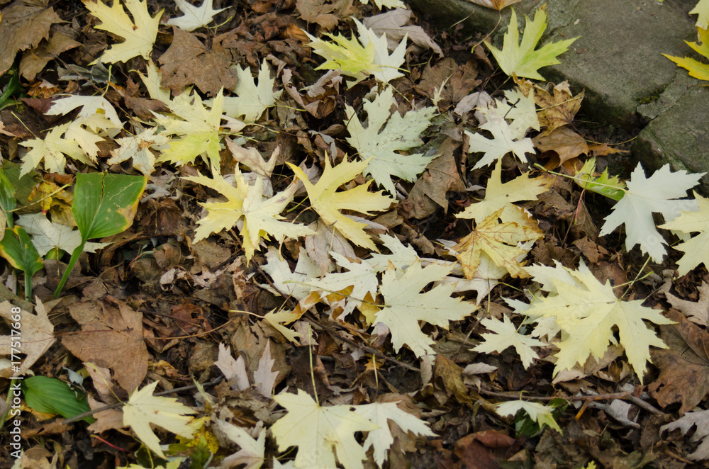 Abstract autumn background of fallen leaf