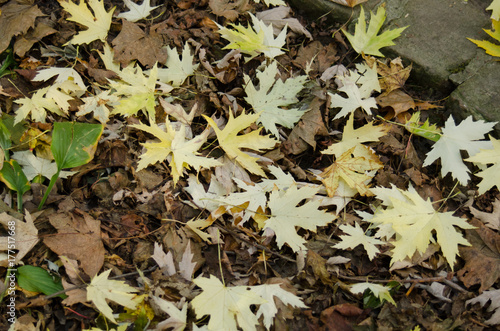 Obraz na płótnie Abstract autumn background of fallen leaf w salonie