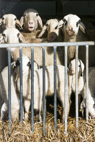 Wallpaper Mural Brillenschafe im Rosental Torontodigital.ca