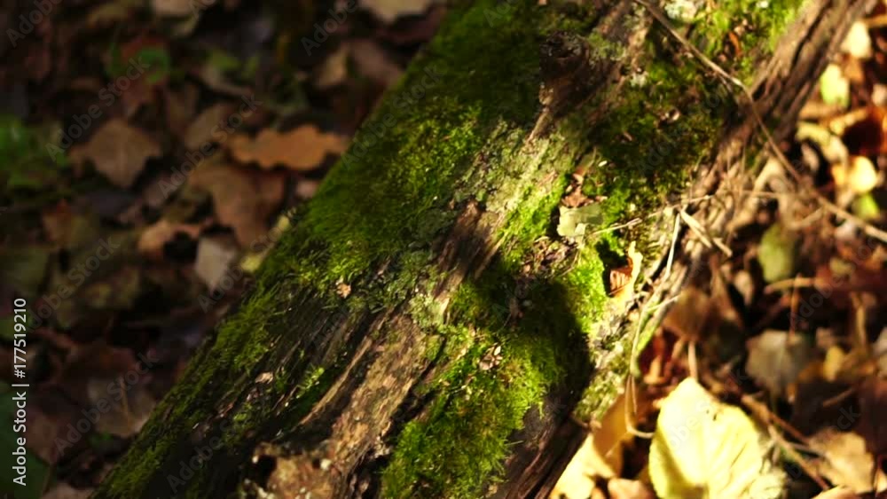 movement of the chamber along the trunk of a fallen tree. the old trunk of a fallen tree. movement of the chamber along the trunk of a fallen tree. the old trunk of a fallen tree.