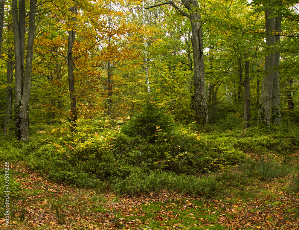 Fabulous mountain autumn beech forest