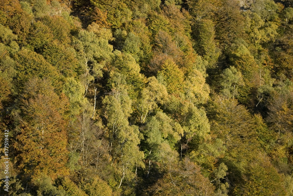 Background: Mountains covered with beech forests and birches in autumn, with all colored leaves (green, yellow, orange, red), october, Mount Zeda, near Lake Maggiore, sunset, Lombardy, Italy Background: Mountains covered with beech forests and birches in autumn, with all colored leaves (green, yellow, orange, red), october, Mount Zeda, near Lake Maggiore, sunset, Lombardy, Italy