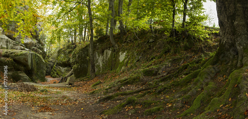 rocks among beech forest of autumn. Dovbush Cliffs Landscape Park  Carpathians  Ukraine