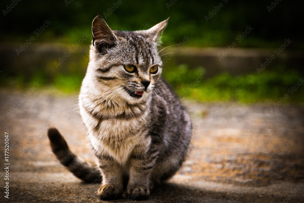 cat cat