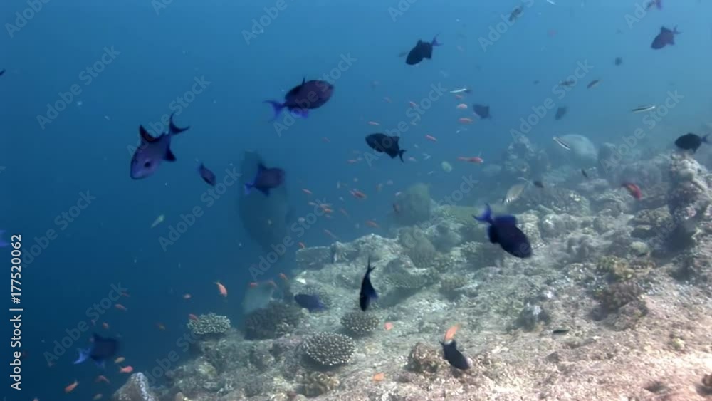 Napoleon and school of fish wrasse and divers underwater on seabed. Abyssal relax diving. Natural aquarium of sea and ocean. Beautiful animals. Napoleon and school of fish wrasse and divers underwater on seabed. Abyssal relax diving. Natural aquarium of sea and ocean. Beautiful animals.